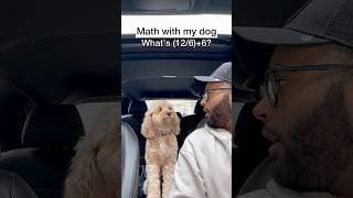 Mini Cockapoo Thinks Hard About This Math Question 😳
