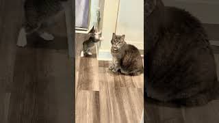 très drôle le petite chaton