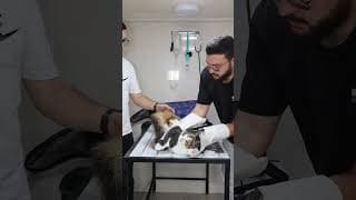 How to deal with angry cat and ferocious cat 🐱 part 102