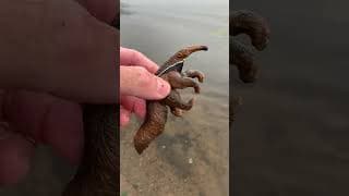 Clean Anteater Toy Fun!  #KidsLearning