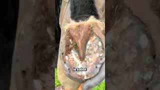 Les Soins Aux Chevaux Qui Sauvent La Vie