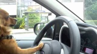 Kemar - Chien qui conduit une limousine avec des meufs bonnes à l'intérieur posé tranquille