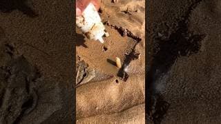 This thing can make you a millionaire |#shorts