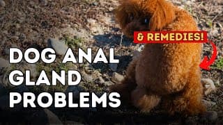 Dog Anal Gland Problems
