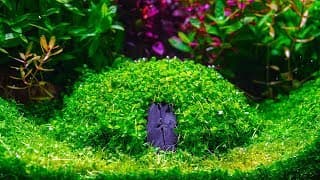 Planted Aquarium | How to Create | Hobbit House