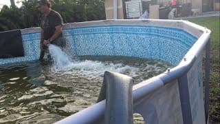 i Turned My Backyard Swimming Pool into a Fish Aquarium..