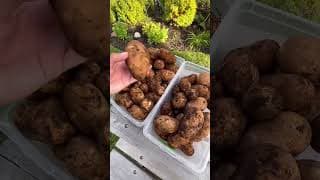 Infinite potatoes forever #shorts #gardening