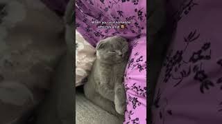 When you visit someone who has a cat #kitten #scottishfold