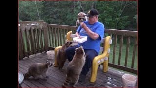 2020 06 19 Friday Night Raccoons