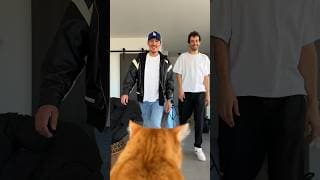 Dont show this video to cat owners 😂🐱 #cat #funny #comedy #creator