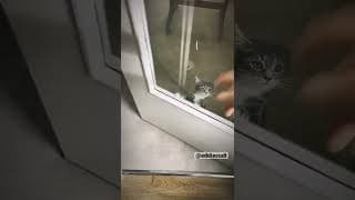 Mais ouvre moi 😿🥺 #Shorts #EddieDoublage