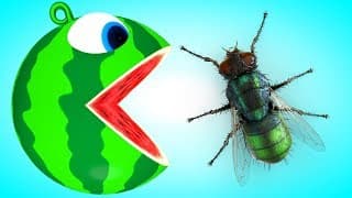 Pacmac Fly meets a Shark Pacmac watermelon friend on farm as he find box surprise over river