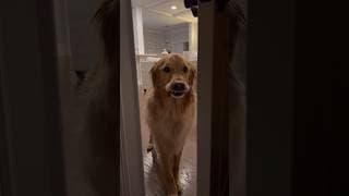 My dog took his revenge too far!