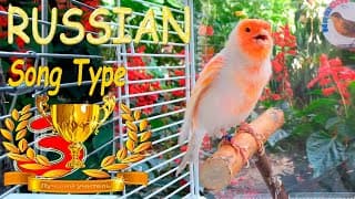 Пение Канарейки Для Обучения Канарейки  Песня канарейка  Тренировка канареек кенара поёт Птицы