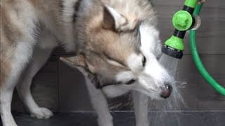 Husky loves water? What is this sorcery?