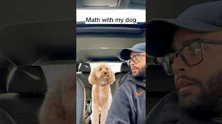 Mini Cockapoo Thinks Hard About Each Math Question 😳