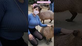 Kobe Zoo💕 カピバラが好き