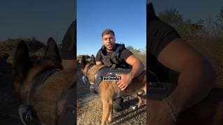 On sauve un enfant grâce à Nino 😱🤯 #nino #malinois #dog #chien #official