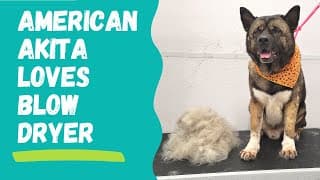 Huge American Akita is obsessed with blow dryer