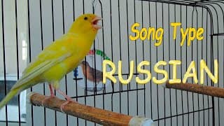 Singing Canary For Training, Canaries Song, canary Training, canaries, canary sings Birds