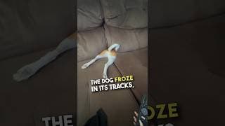 The way she immediately froze 😂❤️ #shorts