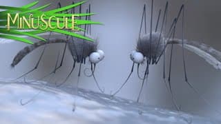 Minuscule - Compilation #8