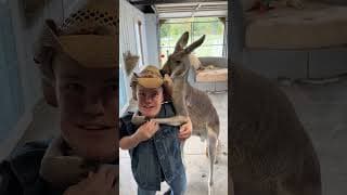 Kangeroo Wrestles 4 Foot Man! #fearless