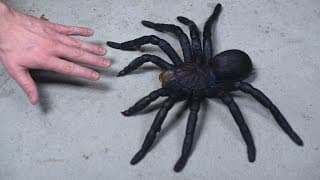 WORLD'S LARGEST TARANTULA!