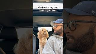 Mini Cockapoo Has to Think Hard About This Math Question 😳
