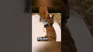 il voulait apprendre à son ami à se tenir debout ❤️