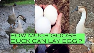 HOW MUCH GOOSE CAN LAY EGGS ? #GooseEgg #Goose