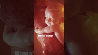 😍BABY IN WOMB - Did You See the Frustration?🤣 #pregnancyhumor