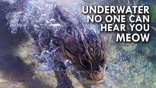 Fishing Cat: The Cat That Hunts Underwater