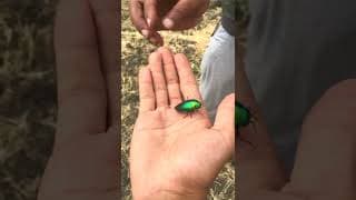 PON VANDU'S 🐞 BEAUTY 💗 | VelBros Tamil #shorts