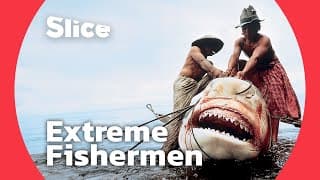 Hunting a giant tiger shark I SLICE