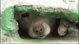 Rescue Of Dogs Living In The Eaves Of A Roof | Kritter Klub