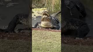 Alligator Gets Right To The Point #natureismetal #keepnaturemetal