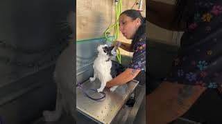 Le chat demande de l'aide au président français Macron.