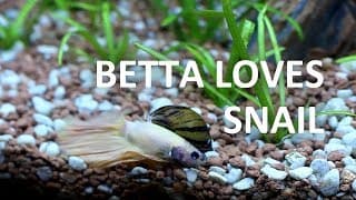 Zebra Nerite Snail | Beginner Guide