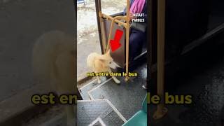 Ce chien errant fuyant le froid se fait rejeter d’un bus puis reçoit un soutien inattendu