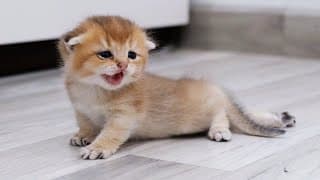 Les chatons nouveau nés apprennent à faire leurs premiers pas