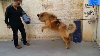 تحدي وجها لوجه بيني وبين الكلب الراعي القوقازي تايجر ولاكنه تمكن مني وعضني مع جمال العمواسي