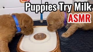 Puppies Drinking Milk ASMR - (Puppy Update)