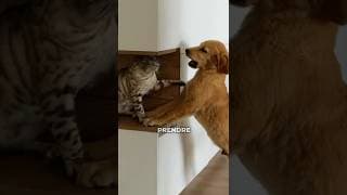 Agressivité ? 😰 ou jeu ? 😬 ft. @LatelierdeRoxane