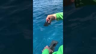 Tiny Fish Acting like Turtles #Shorts