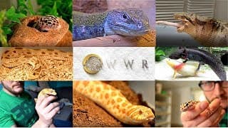 Welcome to Wickens Wicked Reptiles