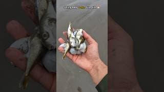 One small act of kindness - Saved Fish Life 🌍 #shorts #fish