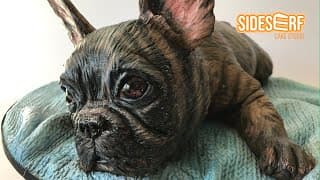 Making a Hyperrealistic French Bulldog CAKE -- Yes, CAKE!