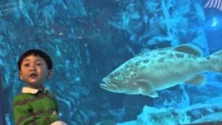 롯데월드 타워점 아쿠아리움, 여의도 벛꽃축제 가족여행