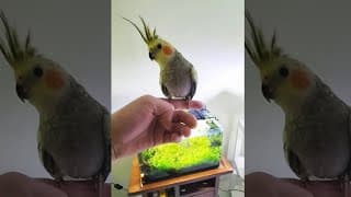 Petsmart customer sets birds free